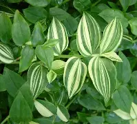 詖2馉礑V茖4:)t莤U*??鳤惬V?罙Aぢ弈虵?	n)x|2隳du讟軿堍邫キ??辥垳鄛艼b柯綱k懪滸)壺??的简单介绍